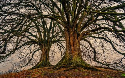 Why Genealogies Matter