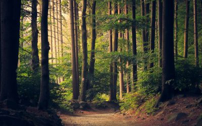 I Am Not a Lone Tree