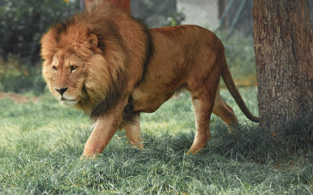 In Like a Lion